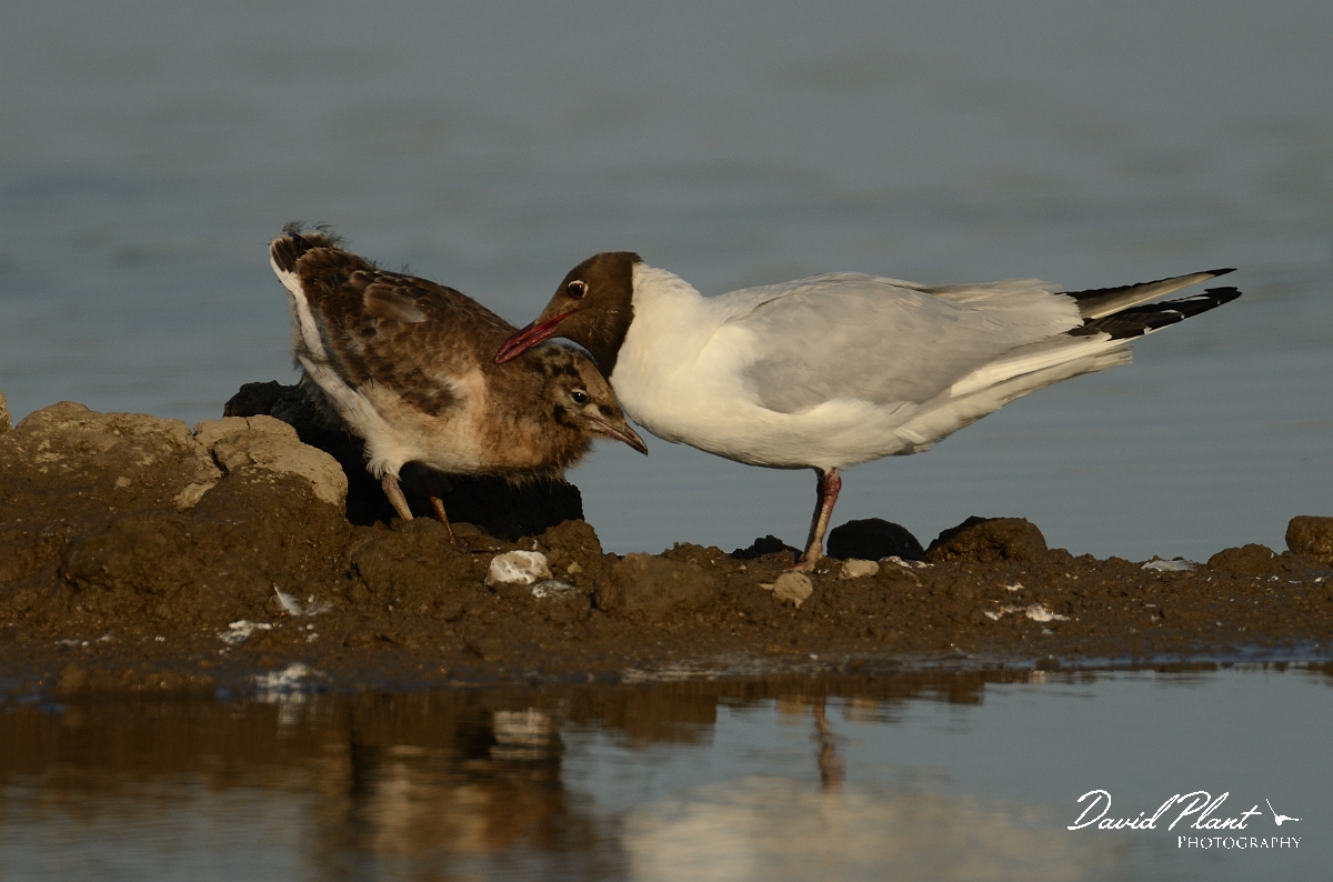 David Plant Photography - Wildlife Photography - Black-headed gull - M.jpg - Black-headed gull adult and juvenile - Norfolk